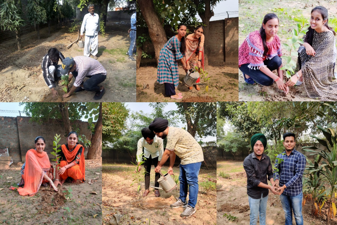 Tree Plantation