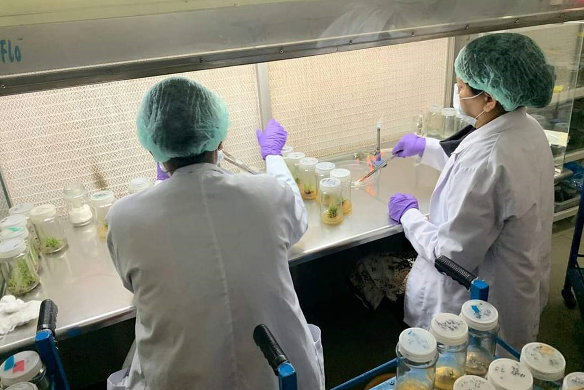 Study Visit To Plant Tissue Culture Labortary At Pau Ludhiana